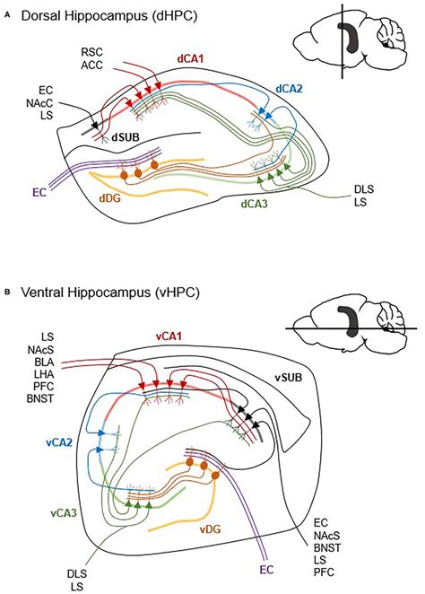 Differences In Dorsal And Ventral Hippocampal Circuitry The