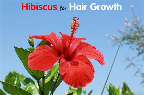 Hibiscus For Hair Growth Benefits And How To Use Stylish Walks