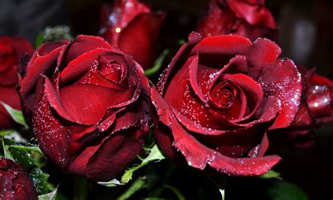 Red Rose Flower Full Hd Wallpaper | Best Flower Site