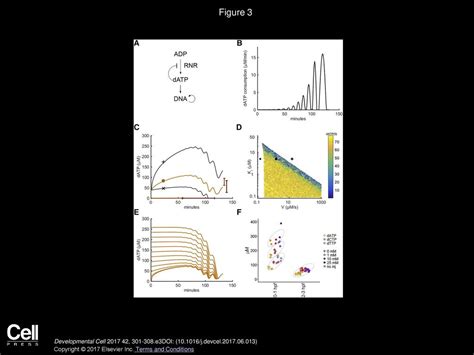 Dynamic Control Of Dntp Synthesis In Early Embryos Ppt Download