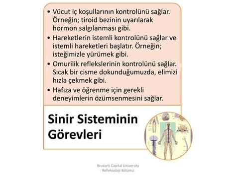 SİNİR SİSTEMİ ANATOMİSİ Esat Başaran Akademi PPT Free Download