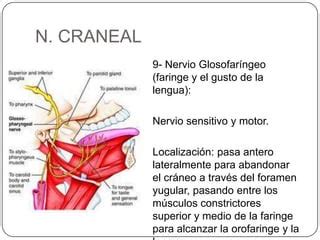 Sistema Nervioso Periferico Pptx