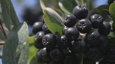 Aronia Berry Watch On Pbs Wisconsin