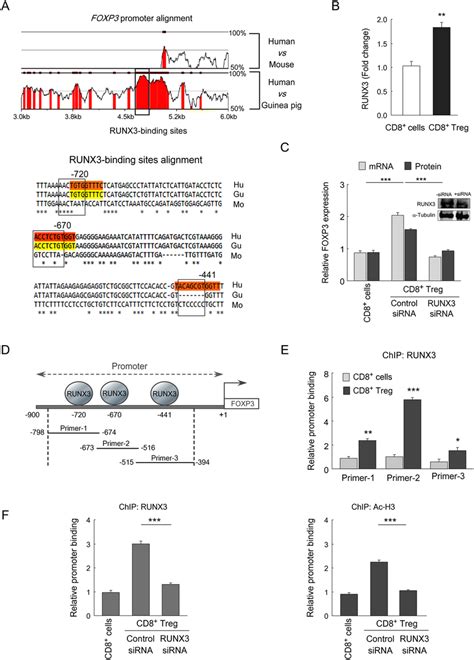 Runx3 Enhances Promoter Activity Of Foxp3 In Cd8 Treg Cells A Download Scientific Diagram