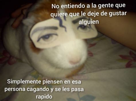 Siganme para más consejos (PD:el animal de la foto es una cobaya y es mí mascota por si se lo ...