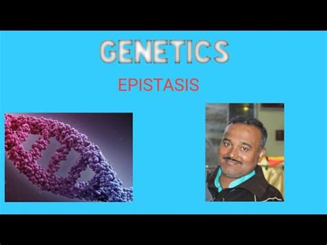 EPISTASIS (Types and examples) - YouTube