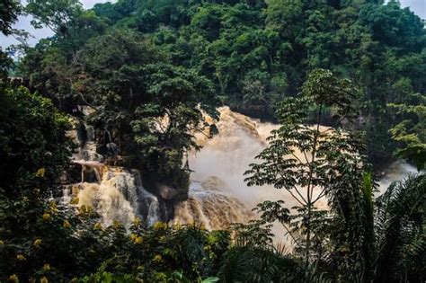 Selva Del Congo Caracter Sticas Flora Y Fauna Resumen