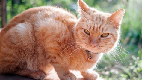 C Mo Se Llama El Gato De Gargamel De Los Pitufos Y Qu Raza Es