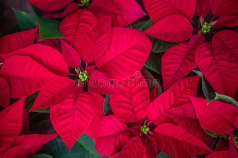 A Maioria Das Flores Vermelhas Do Natal Estrelas De Natal Nubladas