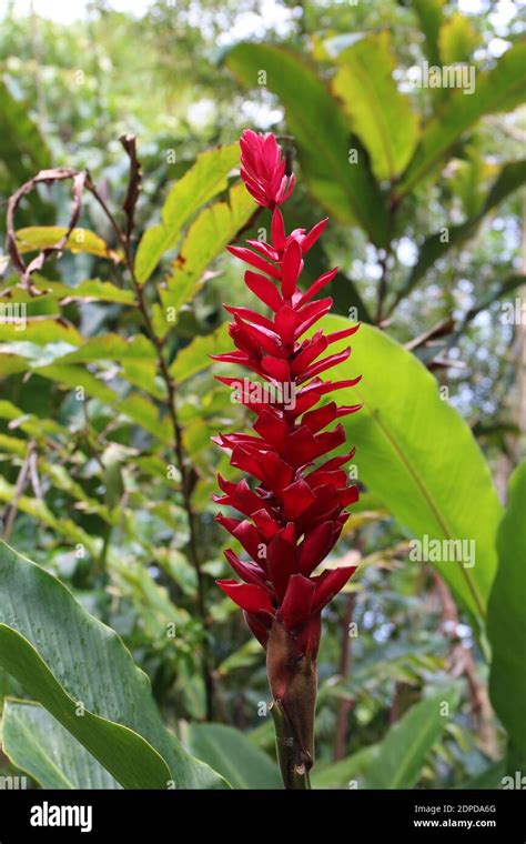 A Flowering Ginger Plant In A Tropical Rainforest In Haiku Maui