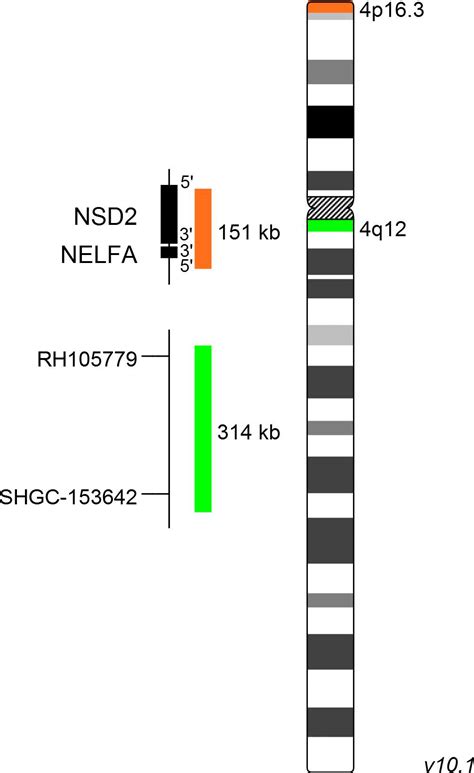 XL Wolf Hirschhorn Deletion Probe MetaSystems Probes