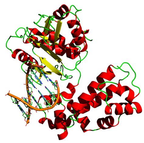 Difference Between Taq Polymerase And Dna Polymerase Taq Polymerase