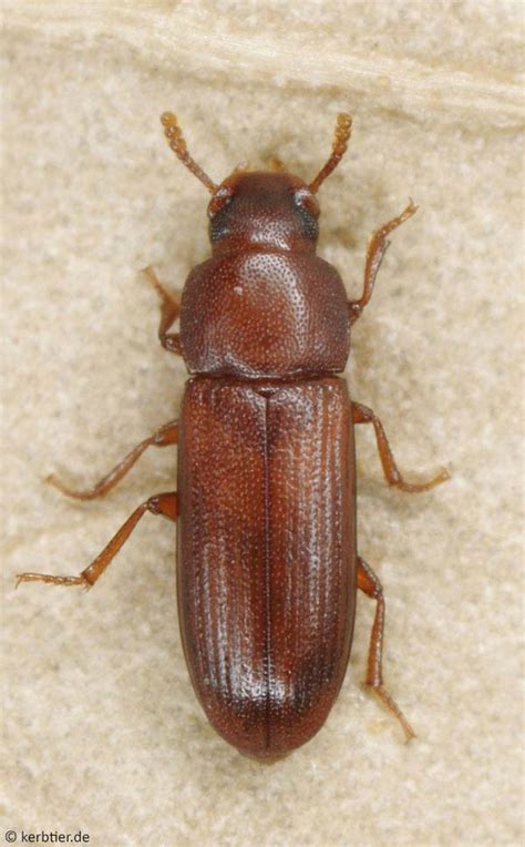 Photo Overview Tenebrionidae Darkling Beetles Of Germany Kerbtierde