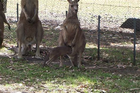 Wonderful Wallabies - Australia Photo (1003720) - Fanpop