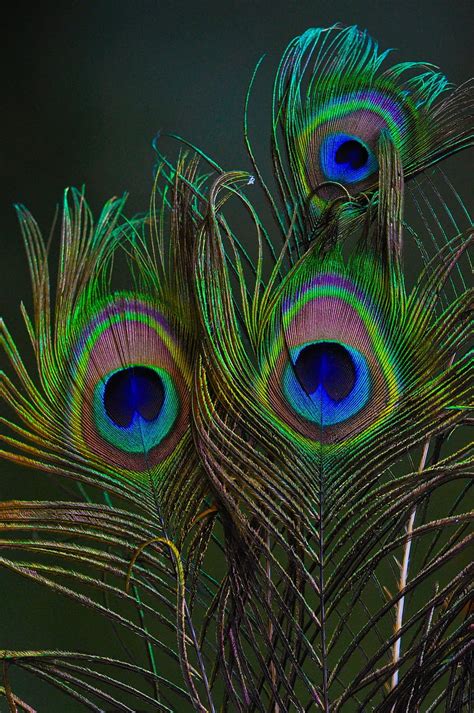 Details More Than 76 Glitter Peacock Feather Wallpaper Latest Vn