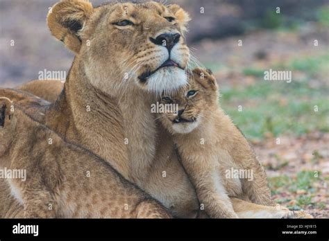 Lioness And A Lion Cub Cuddling Together On The Savanna In Masai Mara