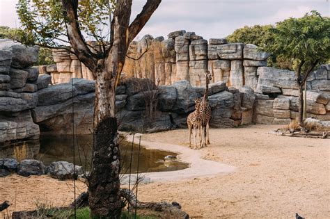 The Best Zoos in Minnesota for Fun & Unique Animal Encounters
