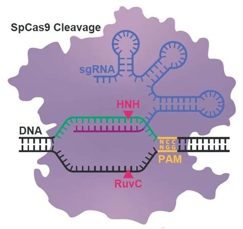 Resucitan Ancestros De Las Tijeras Genéticas Crispr De Hace 2 600 Millones De Años Salida De