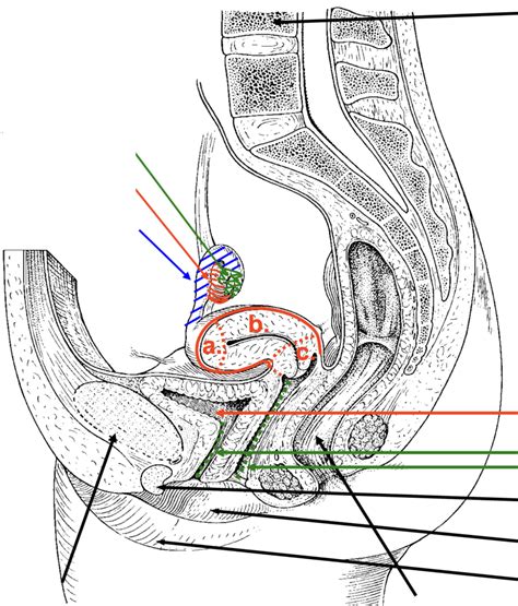 Diagram Anatomie Voortplanting Vrouw Quizlet