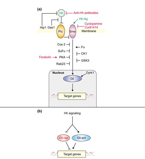 The Hh Signaling Pathway A A Diagram Of The Hh Signaling Pathway