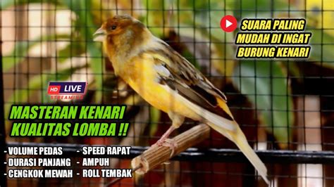 Kenari Gacor Ngedur Panjang Suara Burung Kenari Pancingan Masteran