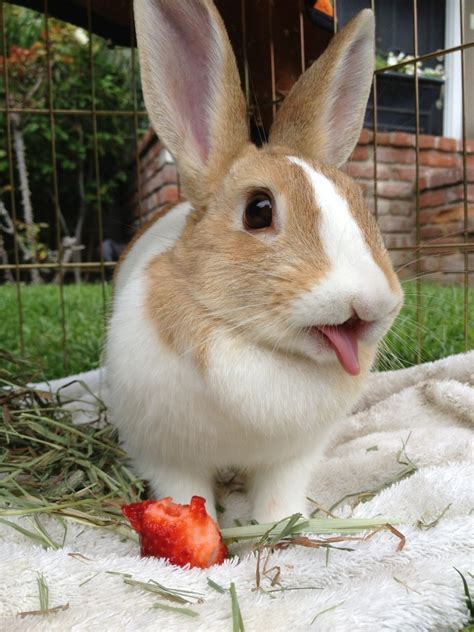 American Chinchilla Rabbits For Sale Vancouver Avenue Toronto On