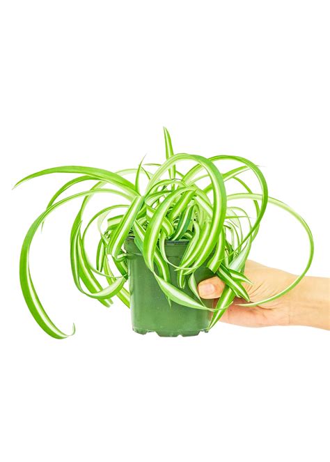 Spider Plant Bonnie Planta