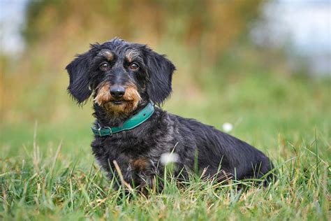 Der Dackel Ein Kleiner Freche Jagdhund Im Portrait