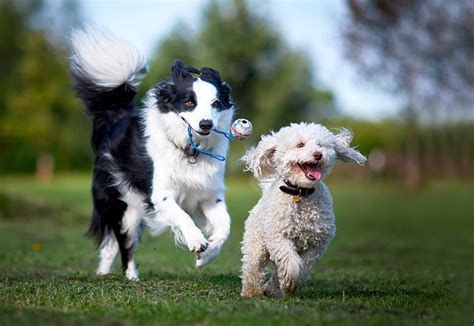 ¿quieres Perros Felices Aprende Por Qué Deben Tener Compañía