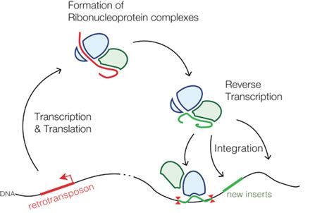 Retrotransposons Transcription And Translation Genetics Dna