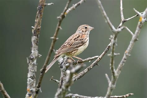 26 Species Of Sparrows In Canada Id And Song Guide