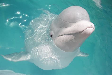 Beluga Whale (white Whale) Royalty Free Stock Photos - Image: 26277148