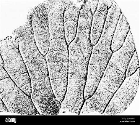 Fossil Plants For Students Of Botany And Geology Paleobotany Xxi