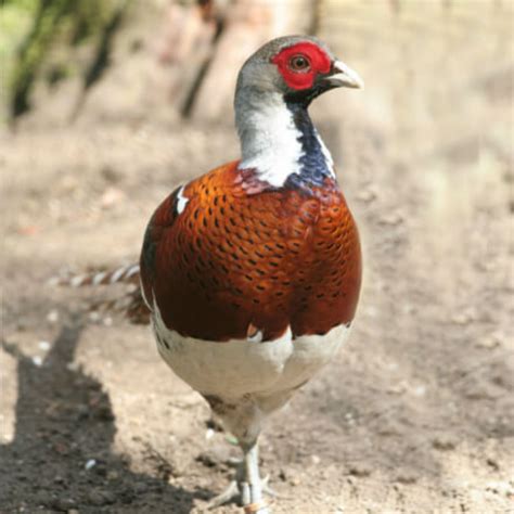 Elliots Pheasant Juvenile Pair