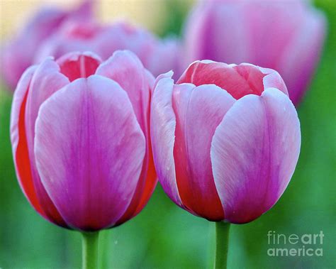 Two Tulips Photograph By Susan Rydberg Fine Art America