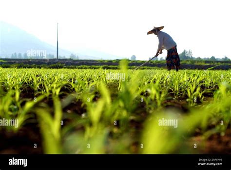 Zaozhuang July A Woman Works In The Field At