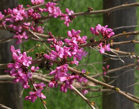 Cercis Chinensis