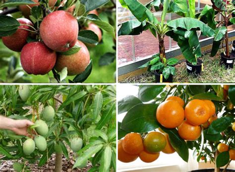 Top 10 Fruits to grow in containers | Top fruit plants | Fruit trees ...