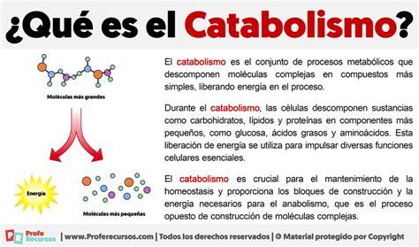 Qu Es El Catabolismo Definici N De Catabolismo