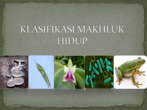 Penjelasan Klasifikasi Makhluk Hidup Terlengkap Pelajaran Sekolah Online