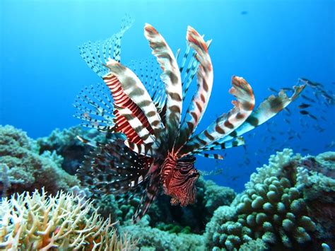 Lionfish Information