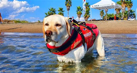 Addio Al Cane Eroe Della Spiaggia Ha Salvato Persone