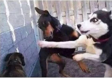 Dog Fight Blank Template Imgflip