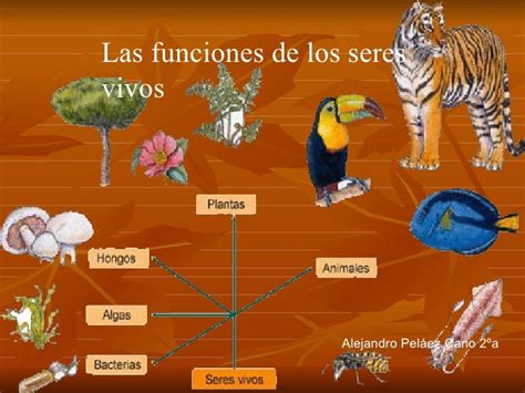 Secuencia 3 Las Funciones Comunes De Los Seres Vivos Biologia Nbkomputer