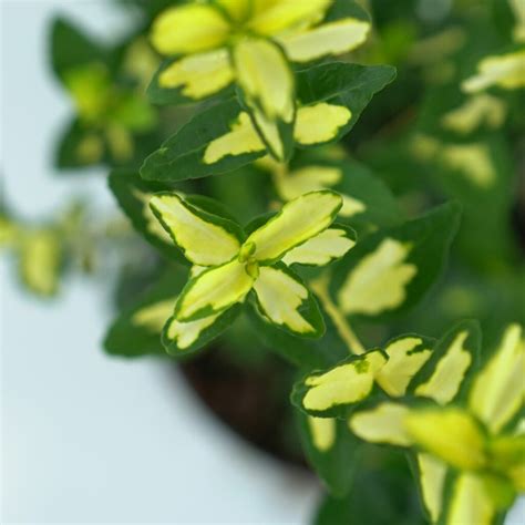 EUONYMUS FORT BLONDY Trzmielina Hortorus