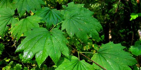 Vine Maple Native Plant Spotlight King Conservation District