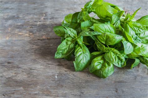 Basil Plant Care: How to Grow, Harvest and Tend to Your Basil Herb