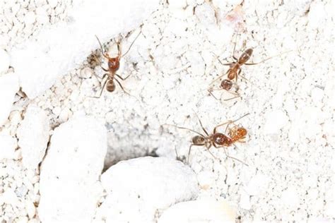 Common Types Of Ants In Texas Pictures Wildlife Informer