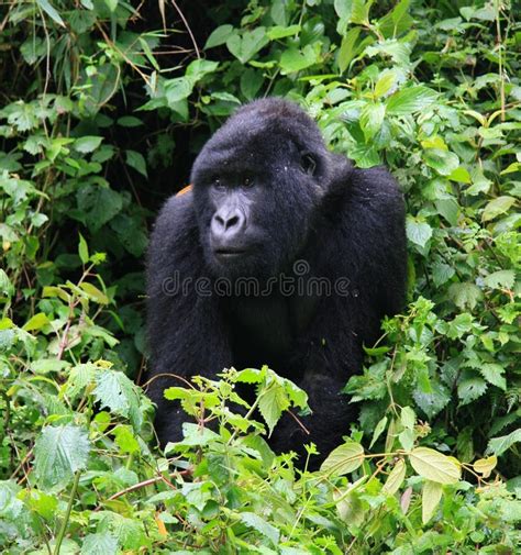 Adult Silverback Gorilla With Open Mouth Stock Image Image Of Mammal