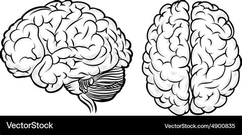 Human Brain Royalty Free Vector Image Vectorstock